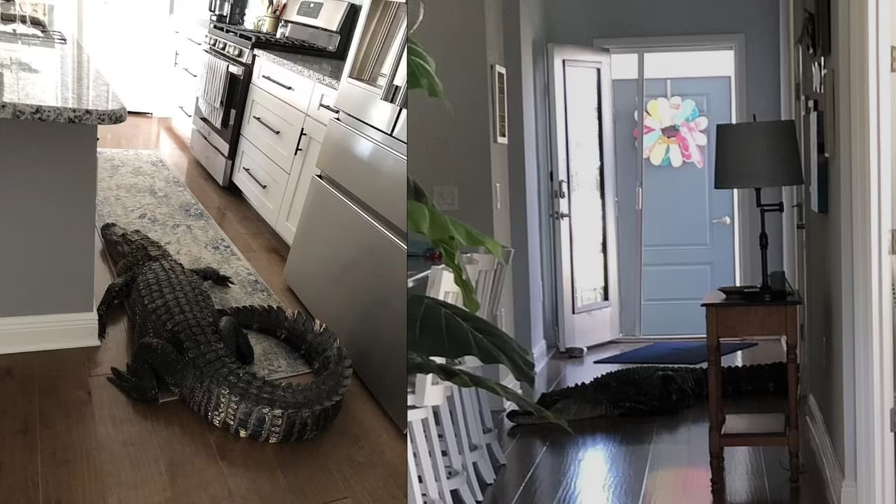 Tras ver el caimán en su casa, la señora llamó al 911