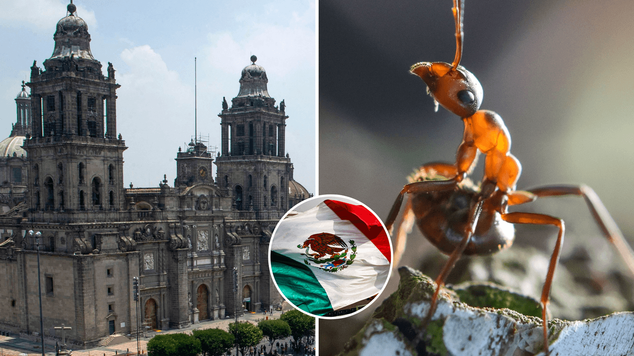 Una hormiga en la Ciudad de México nos anuncia que el fin del mundo está cerca: leyenda lo explica