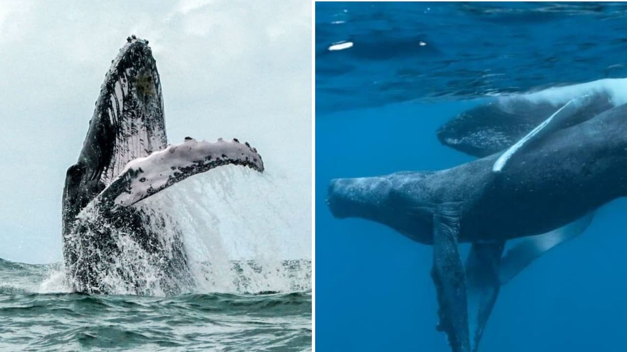 Captan la primera foto de dos ballenas apareándose, pero descubren que ambos son machos