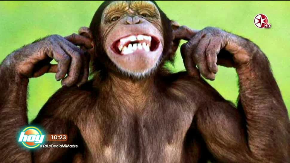 La historia del Dr. Doolittle, aquél personaje de ficción que podía hablar con animales