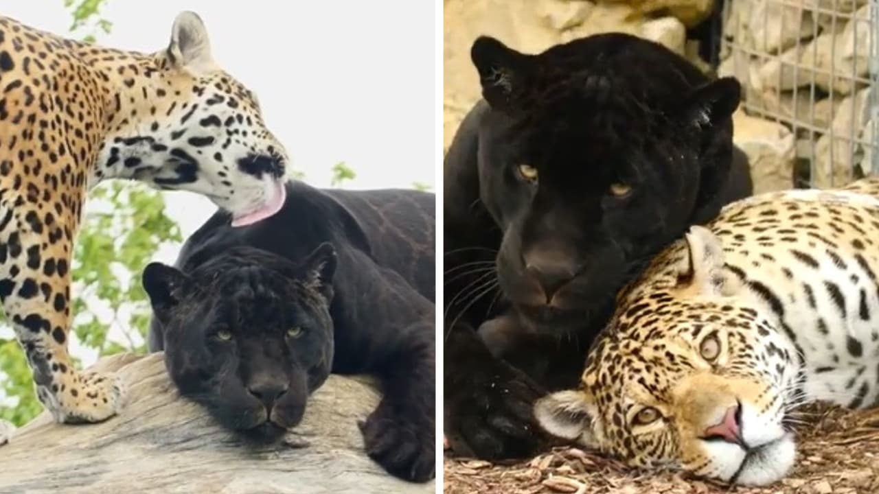 Un jaguar y una pantera cautivan en redes por su romance: "Fue amor a primera vista"