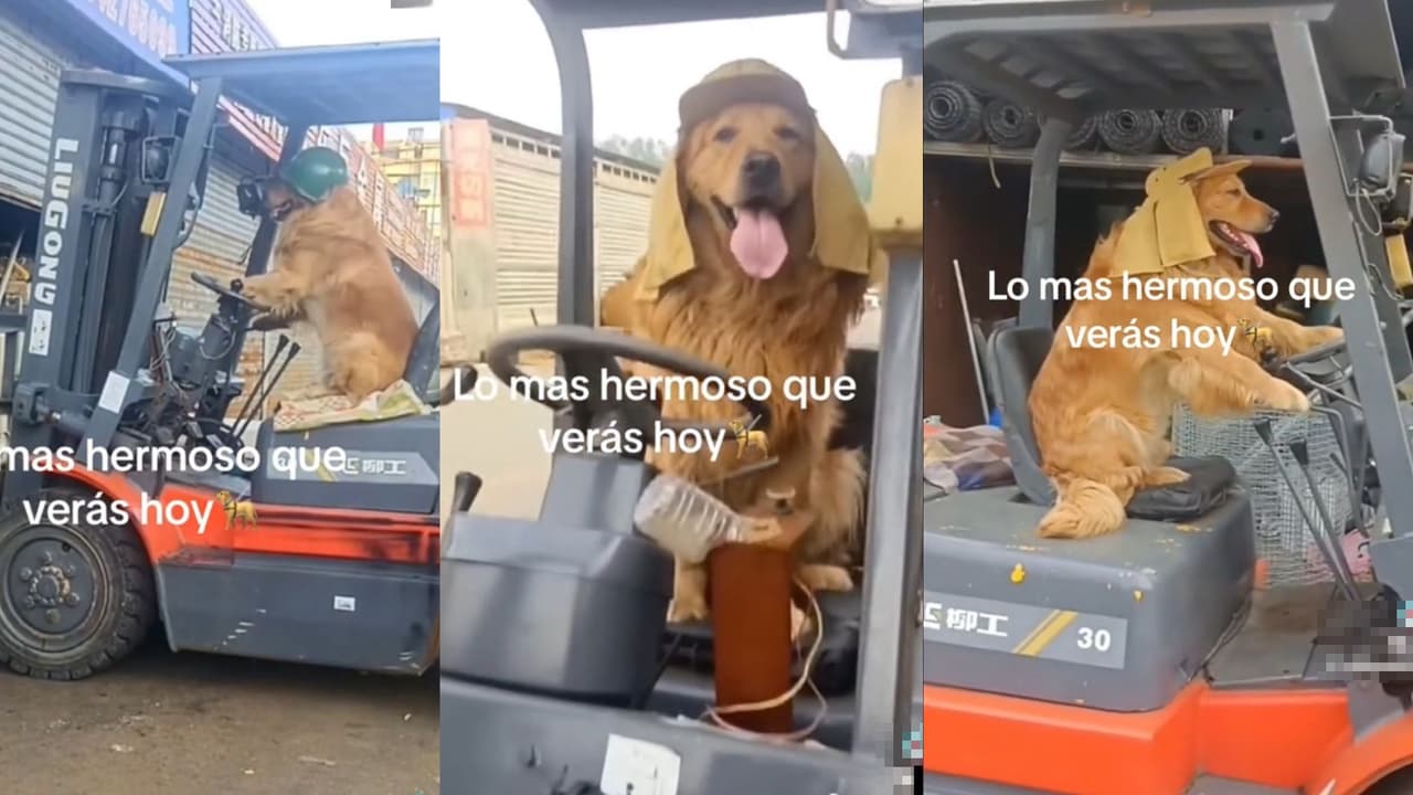 ¡Trabaja muy duro! Perrito se gana sus croquetas manejando un montacargas y se vuelve viral