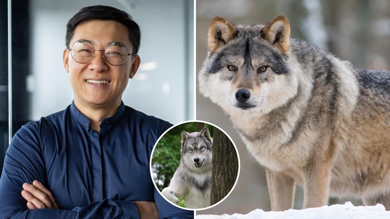 Hombre gasta 19 mil dólares para convertirse en lobo con un disfraz y causa polémica: era su sueño