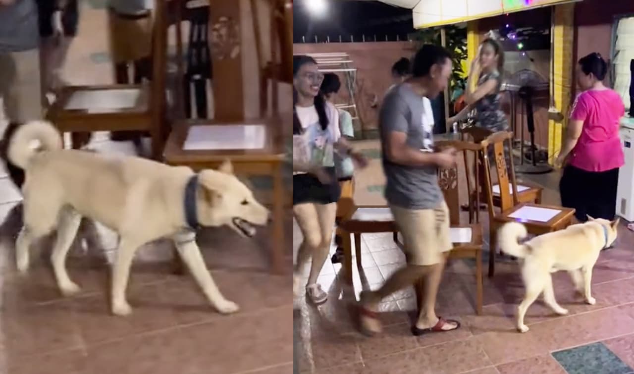 Perrito juega a las sillas musicales con su familia y se gana el corazón de todos
