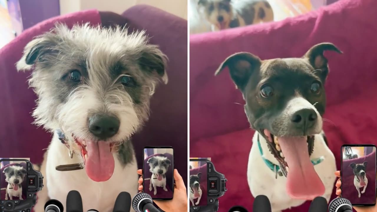 Valentina y Kenai ofrecieron una 'conferencia de prensa' para agradecer el apoyo que tuvieron en redes