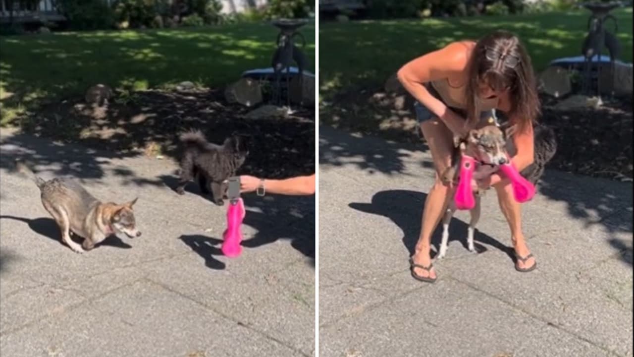 Perrito con patitas amputadas prueba sus prótesis por primera vez: el momento te hará llorar