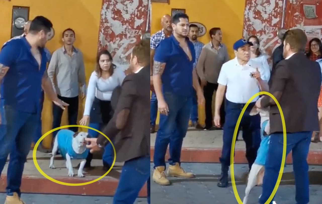 Perrito irrumpe en escena de telenovela