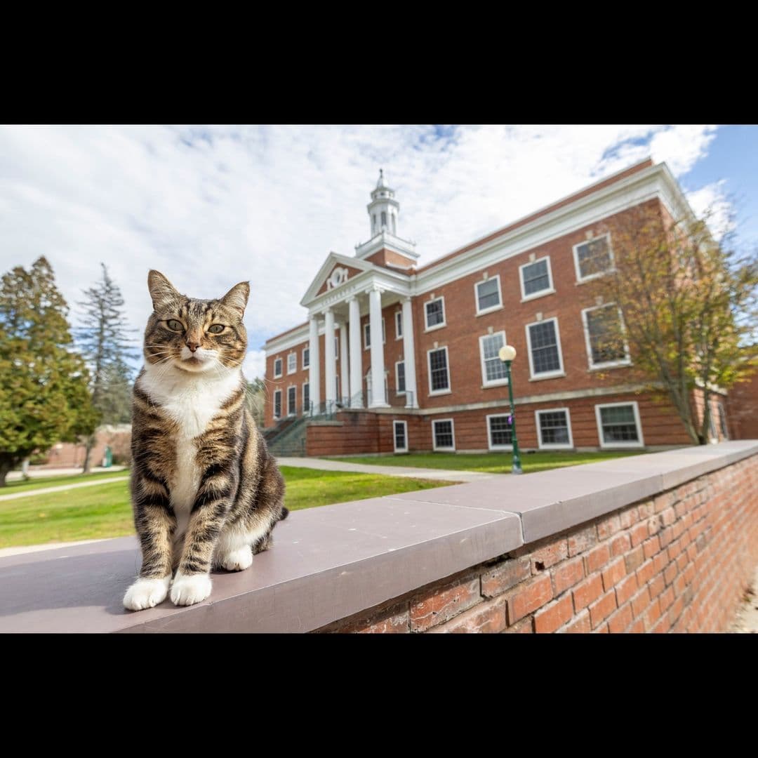 Max. un gato, recibió un reconocimiento por la Universidad Estatal de Vermont