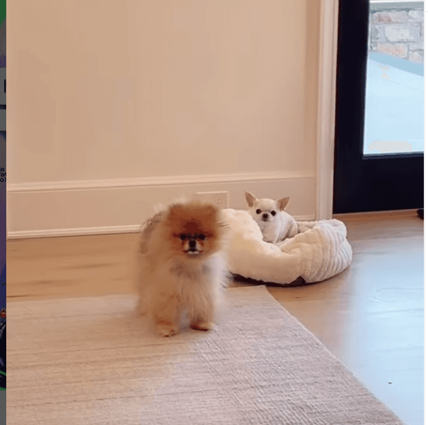 Thalía - La cantante mexicana presume constantemente en redes a sus dos grandes amores: sus 'perrhijas' Amorcitalove y Gigi, una pomeranian y una chihuaha que siempre se muestran coquetas y posando para su mamá. Además de ellas, la intérprete de 'Marimar' tiene un periquito llamado Pikachu.