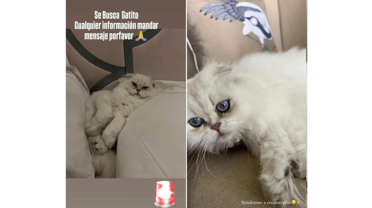 Belinda llora la desaparición de su gatito Glen