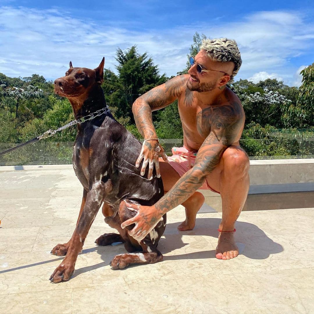 Te presentamos a esos seres de cuatro patas cuyos dueños son algunas de tus celebridades favoritas y que, a juzgar por las fotografías, ¡son los consentidos!