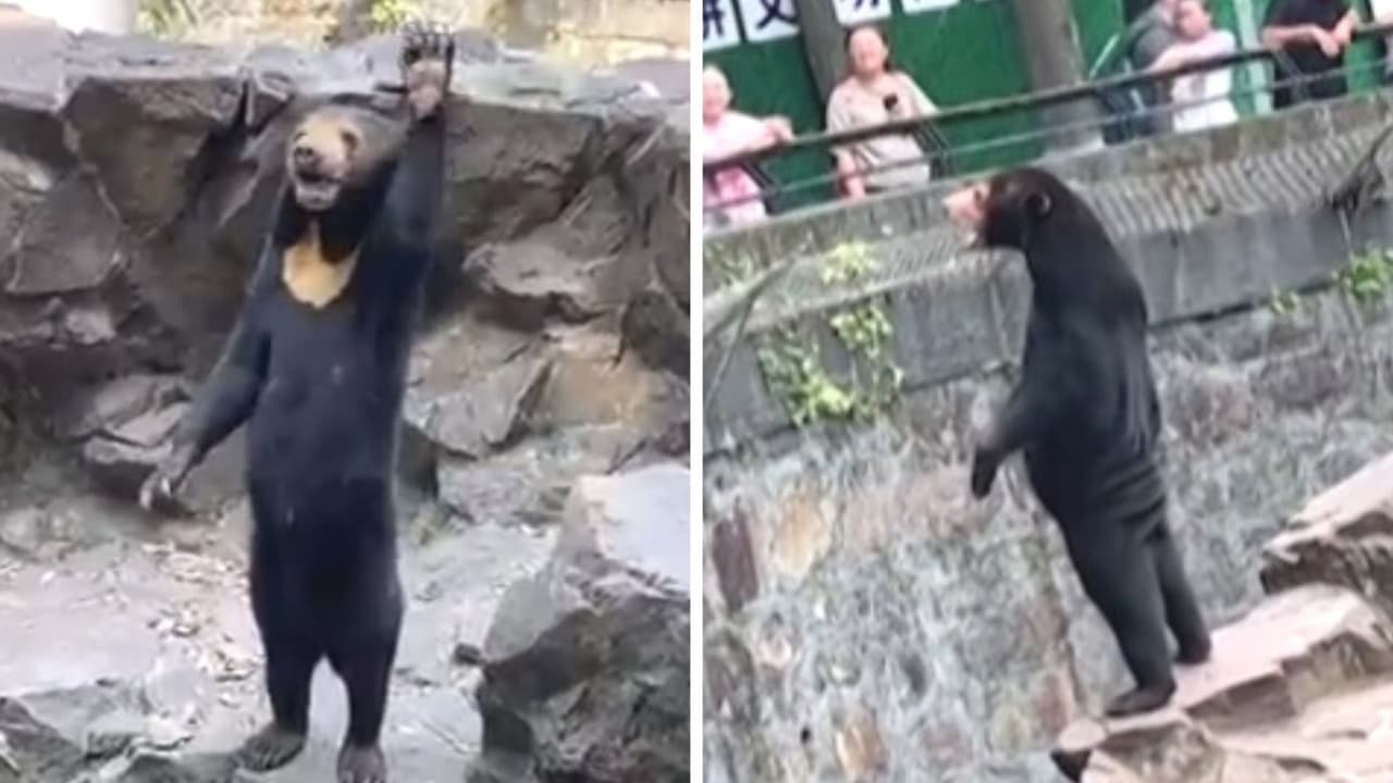 ¿Oso o humano disfrazado? video grabado en zoológico de China perturba a Internet