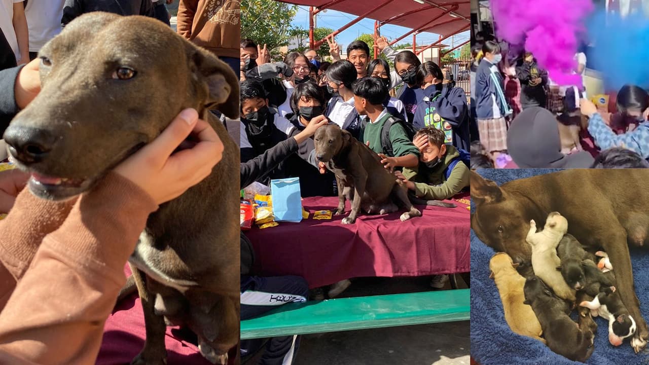 Perrita embarazada es adoptada en una secundaria y su baby shower te derretirá de ternura