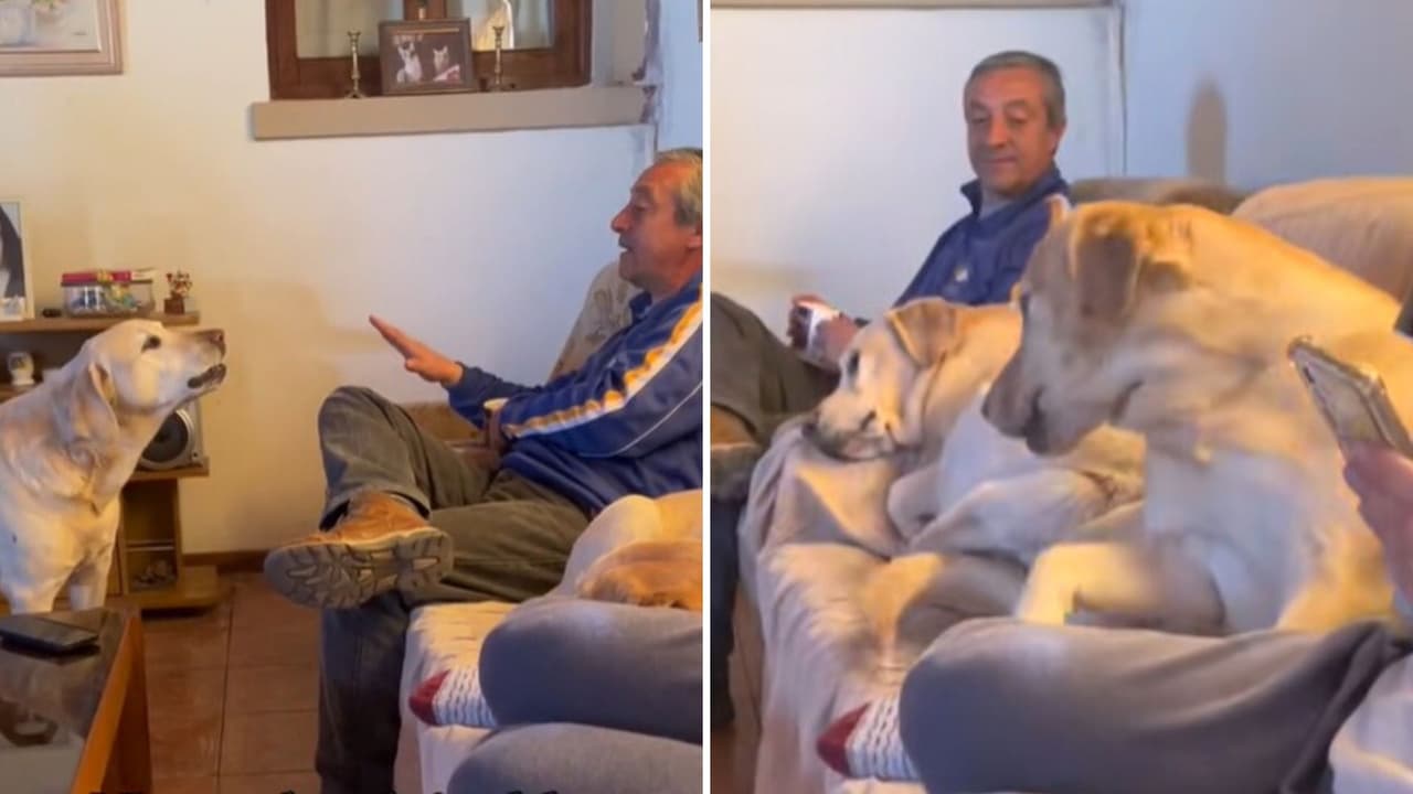 Perrito "obliga" a señor a pararse del sillón para que pudiera sentarse él en su lugar