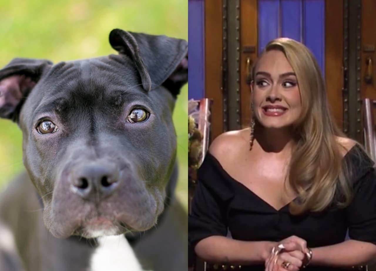Perrito enternece al romper en llanto por escuchar canción de Adele