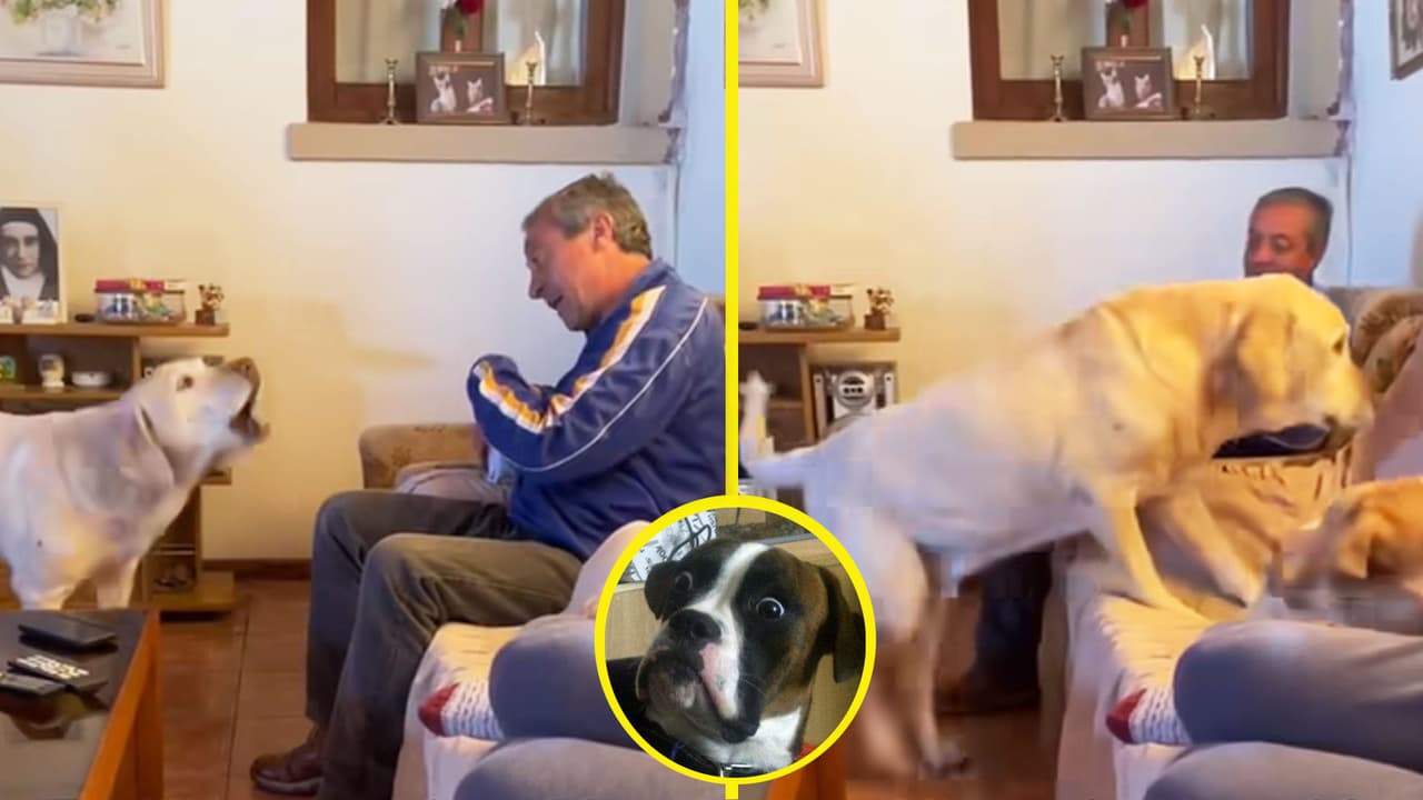 Perro quita a su dueño del sillón para acostarse en él y provoca revuelo en TikTok