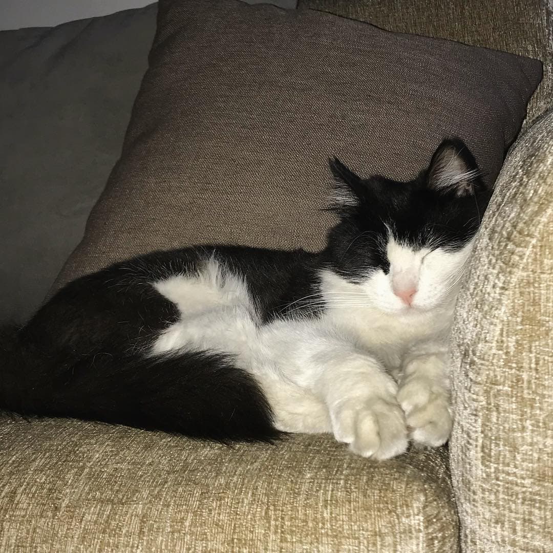 Obviamente es fan de dormir.