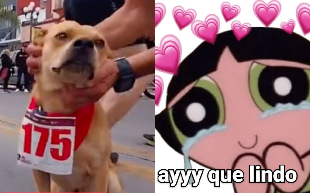 Chicles el perrito maratonista viral de TikTok