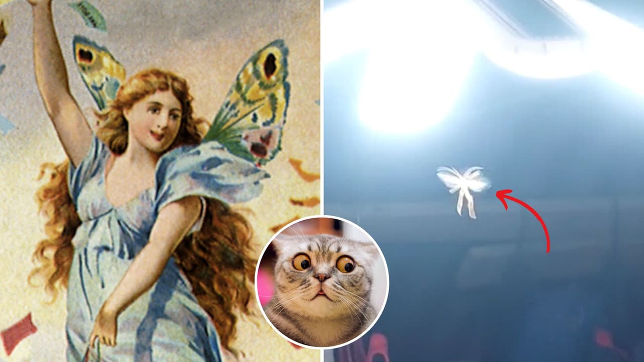 Captan a supuesta hada volando y causa impacto en redes: usuarios de TikTok debaten si es real o no