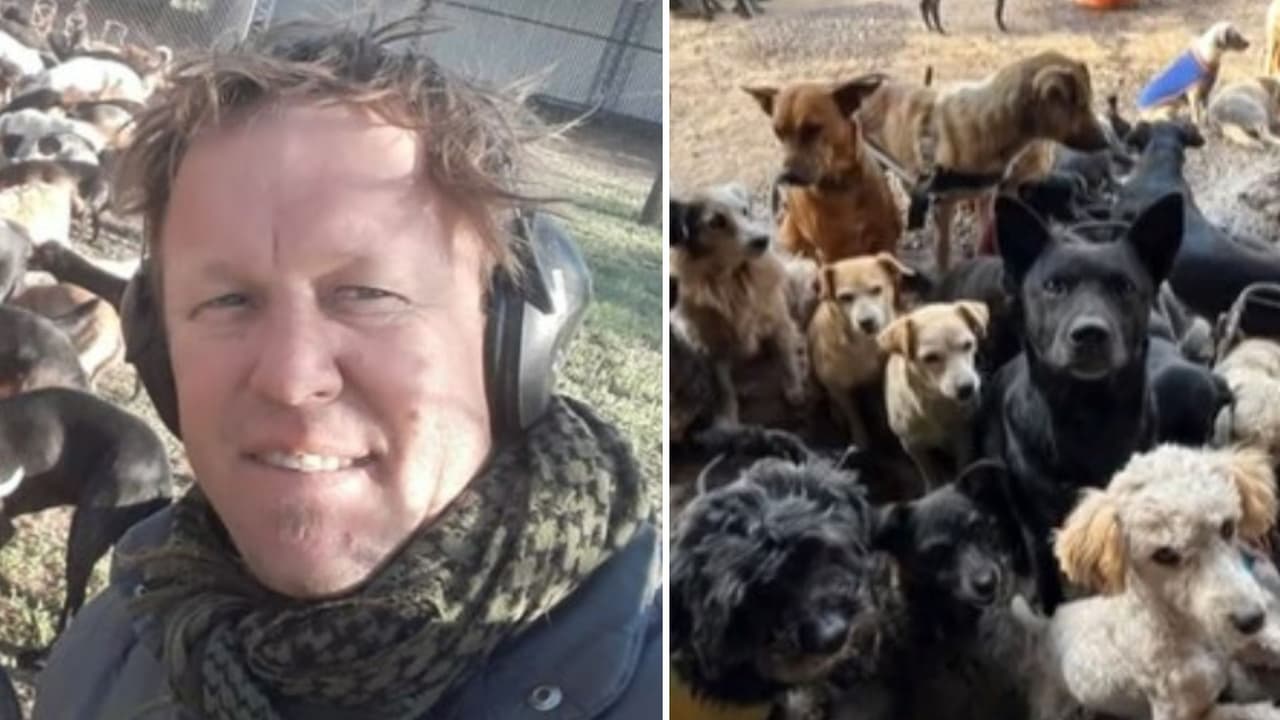 Hombre duerme rodeadado de 600 perritos y así amanece todos los días: video encanta a Internet