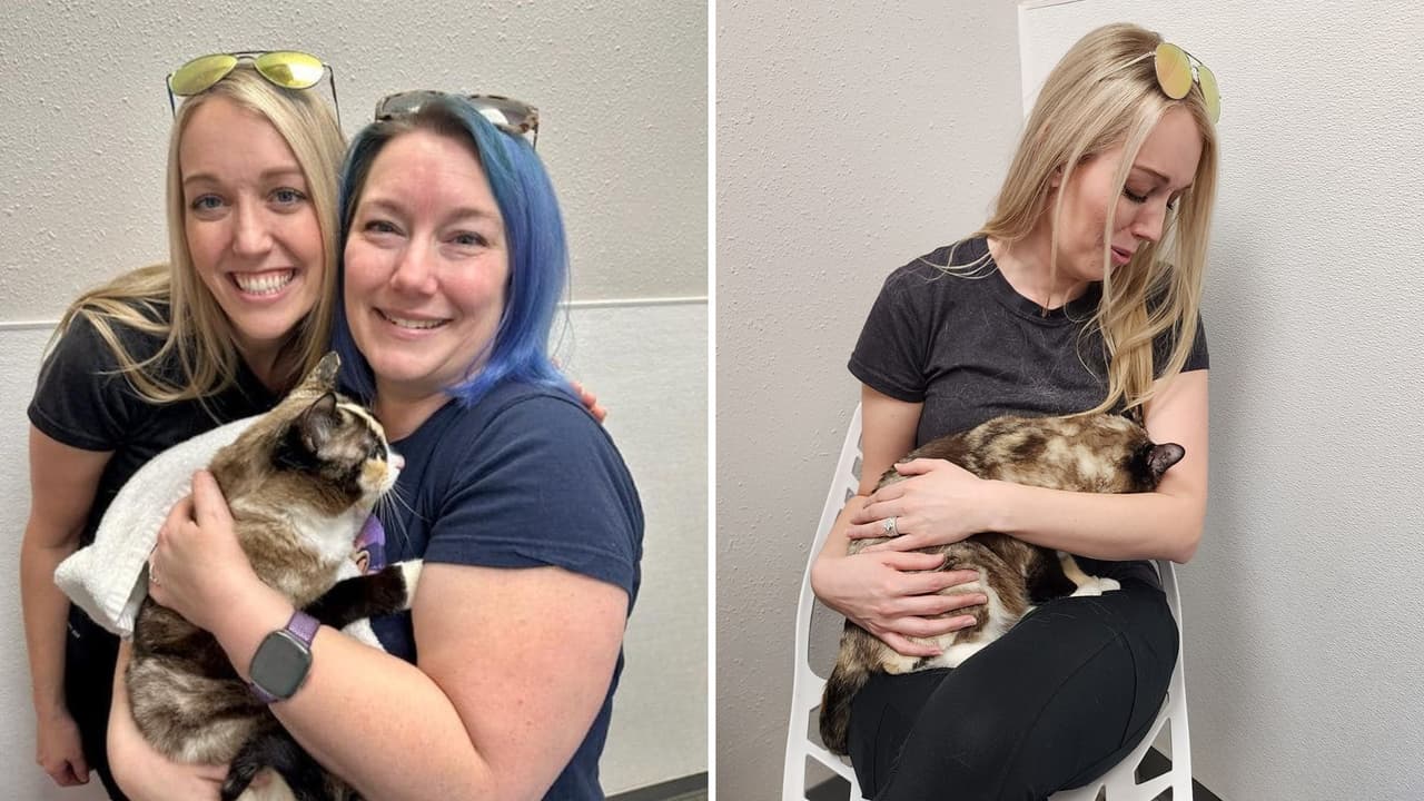 Galena, la gata que se perdió en un paquete, ya regresó con su familia