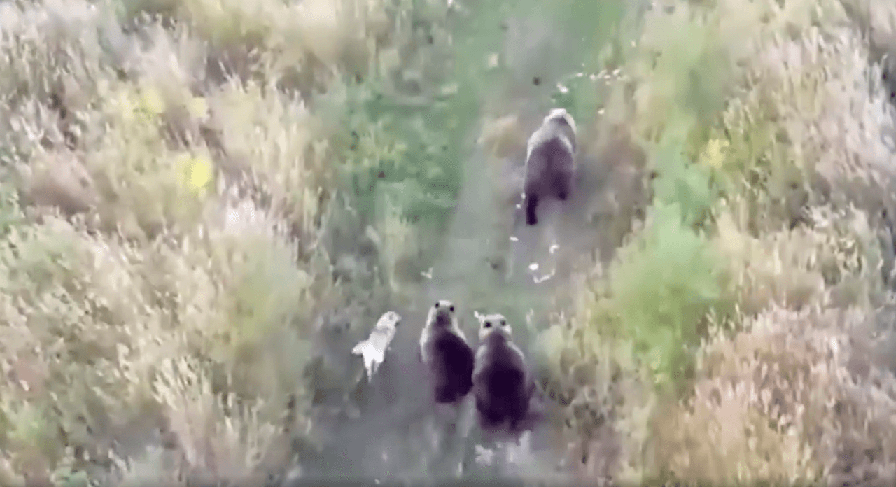 Perro husky se hace viral tras ser captado junto a una manada de osos