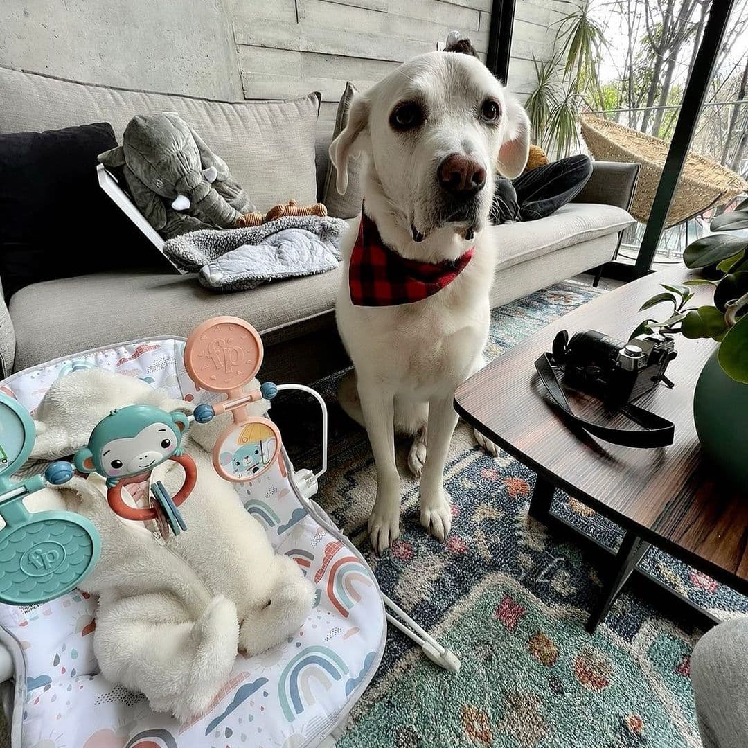 Natalia Téllez - La conductora adoptó a este tierno perro callejero y lo bautizó con el nombre de 'Güero'. Natalia contó que Güero había sido atropellado y nadie se lo quería llevar a casa debido a su gran tamaño, pero que a ella "le ha cambiado vida". En esta foto, podemos ver a la mascota 'custodiando' a la pequeña Emilia, la hija de la actriz que nació hace unos días.