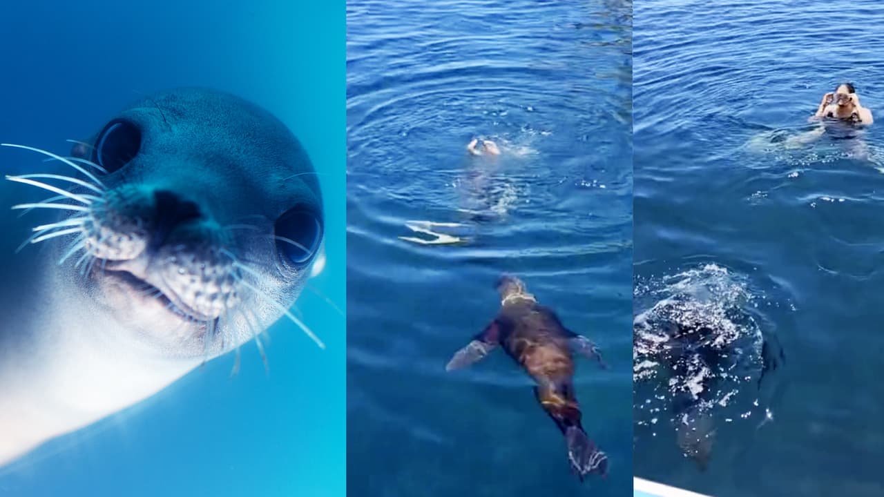 Lobo marino se une a chica en nado sincronizado y hace un momento épico