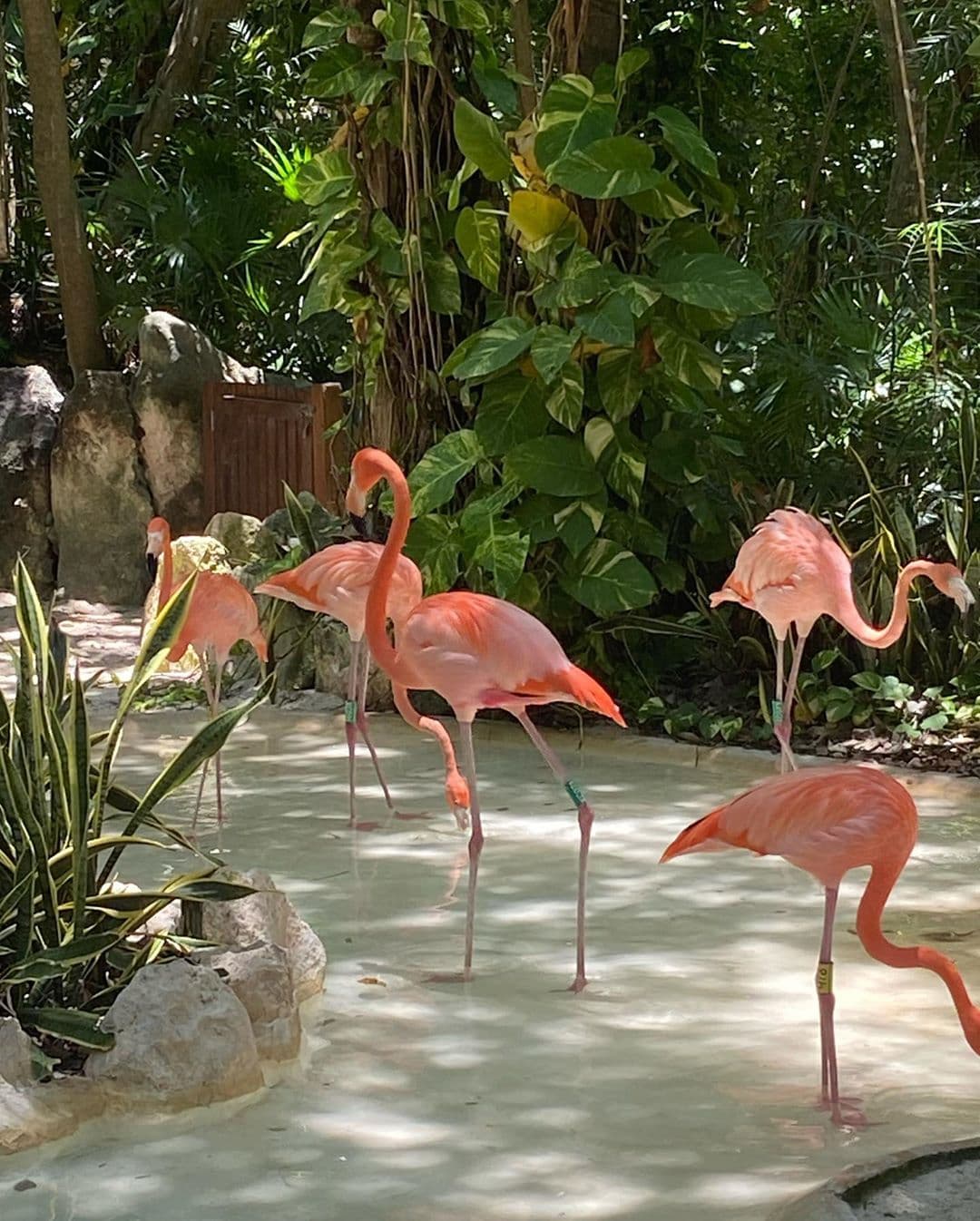 Además de deslumbrar con su figura, la sobrina de Thalía mostró algunos animales y paisajes que se han vuelto recurrentes en los últimos días.