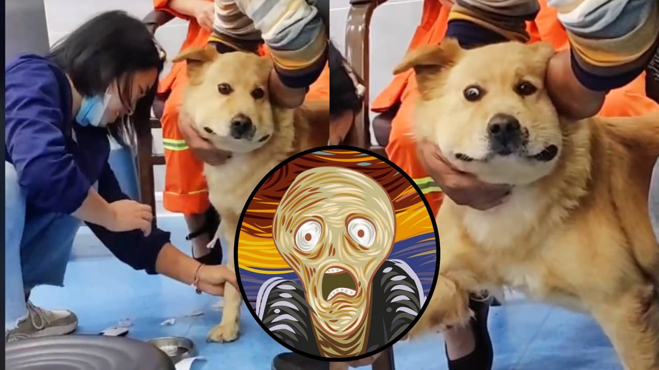 Perrito se hace viral por la expresión de su rostro durante un examen médico.