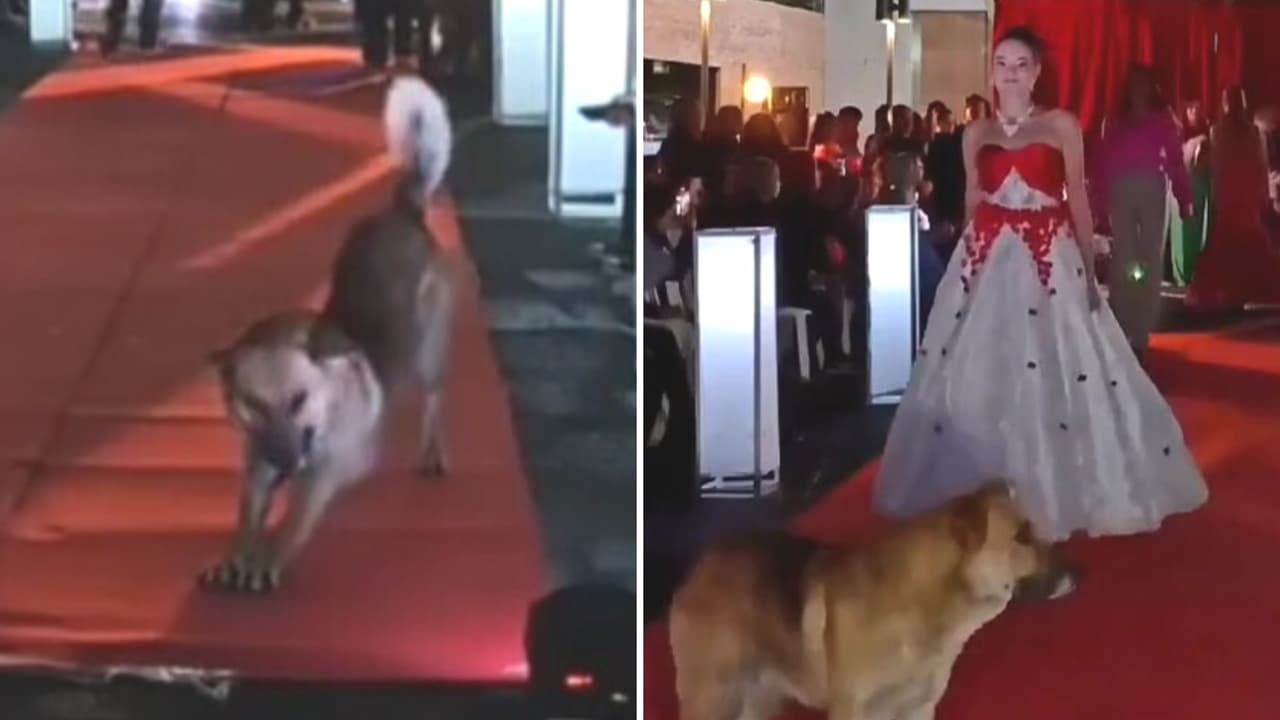 Perrito irrumpe desfile de modas y se roba la atención: "posó como todo un profesional"