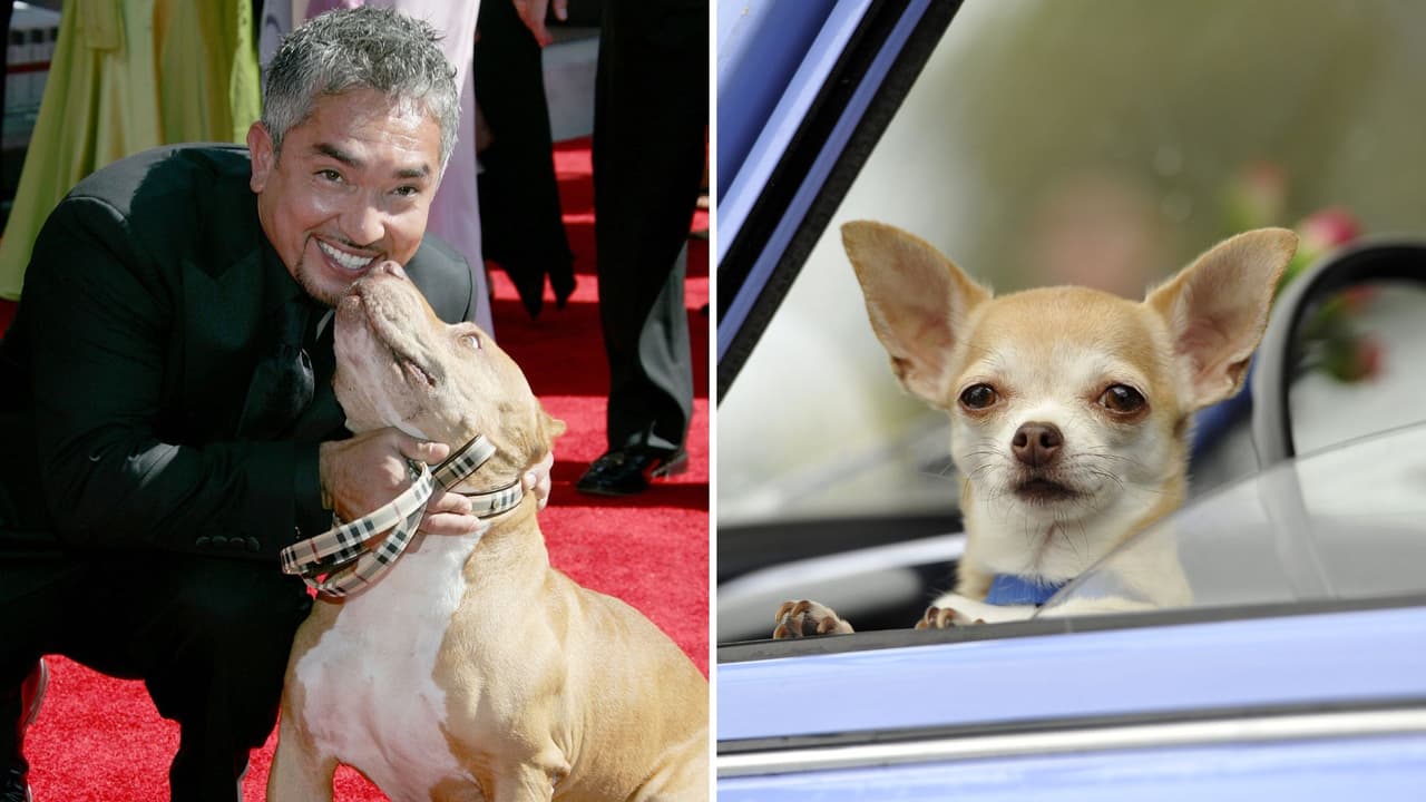 Eligen al pitbull como el perro más dócil, a pesar de su apariencia