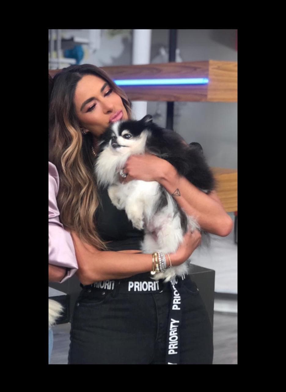 Pese a que es poco común que Galilea Montijo comparta imágenes de Guigget en sus redes sociales, hace unos días la conductora la presentó en el programa Hoy, donde la describió como una perrita consentida y súper fashion.