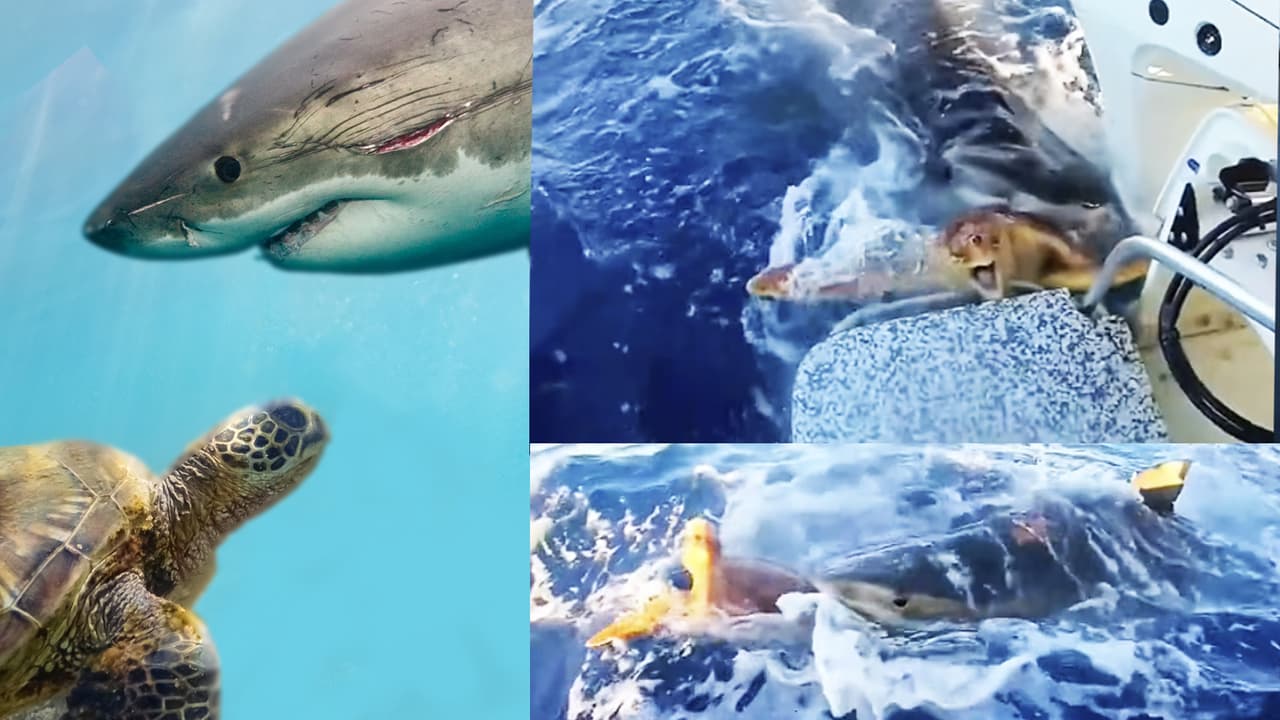 Tiburón salva la vida de una tortuga al llevarla con humanos y enloquece Internet
