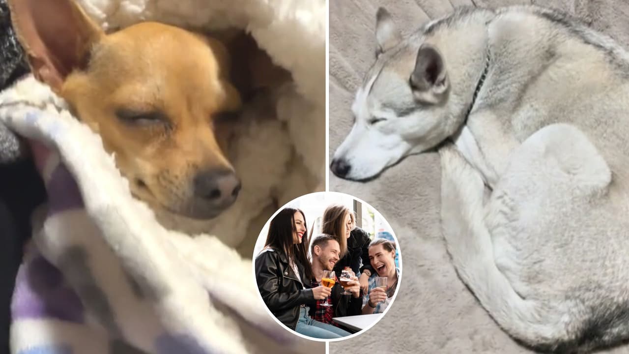 Videos muestran a perritos durmiendo en las fiestas: son llamados la nueva generación de bendiciones