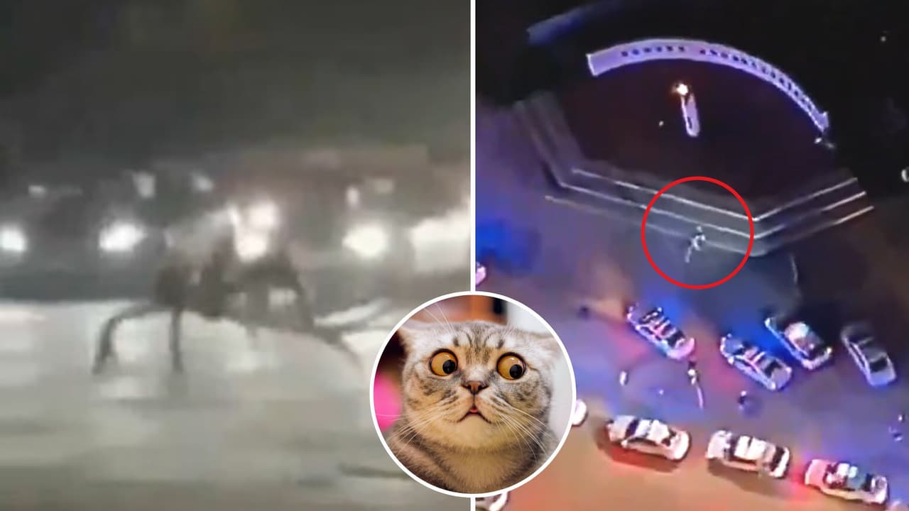 ¿Captan invasión alienígena en centro comercial de Miami? La verdad tras los videos virales