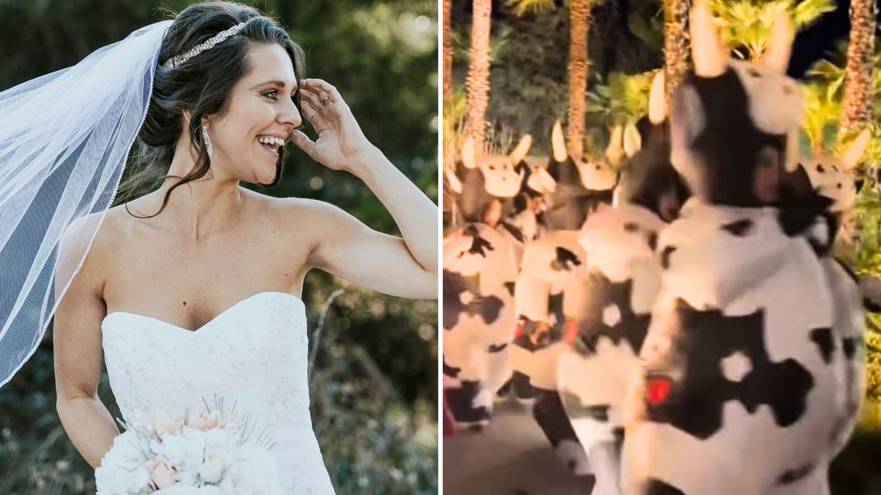 Novia celebra su boda con 'estampida' de botargas de vaca: causa furor por ser muuuuy original