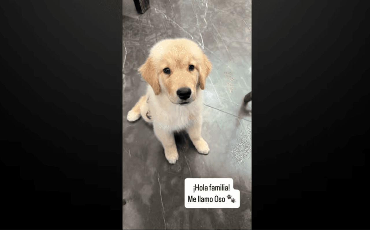 Cynthia Rodríguez y Carlos Rivera presentan a su nuevo ‘bebé’