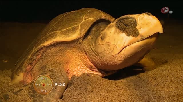 Morris presenta a la tortuga golfina (Segunda parte)