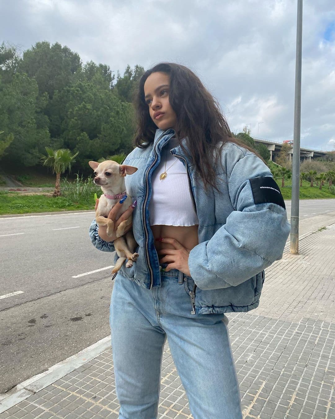 Rosalía volvió viral a un perro chihuahua y el Internet lo hizo un meme