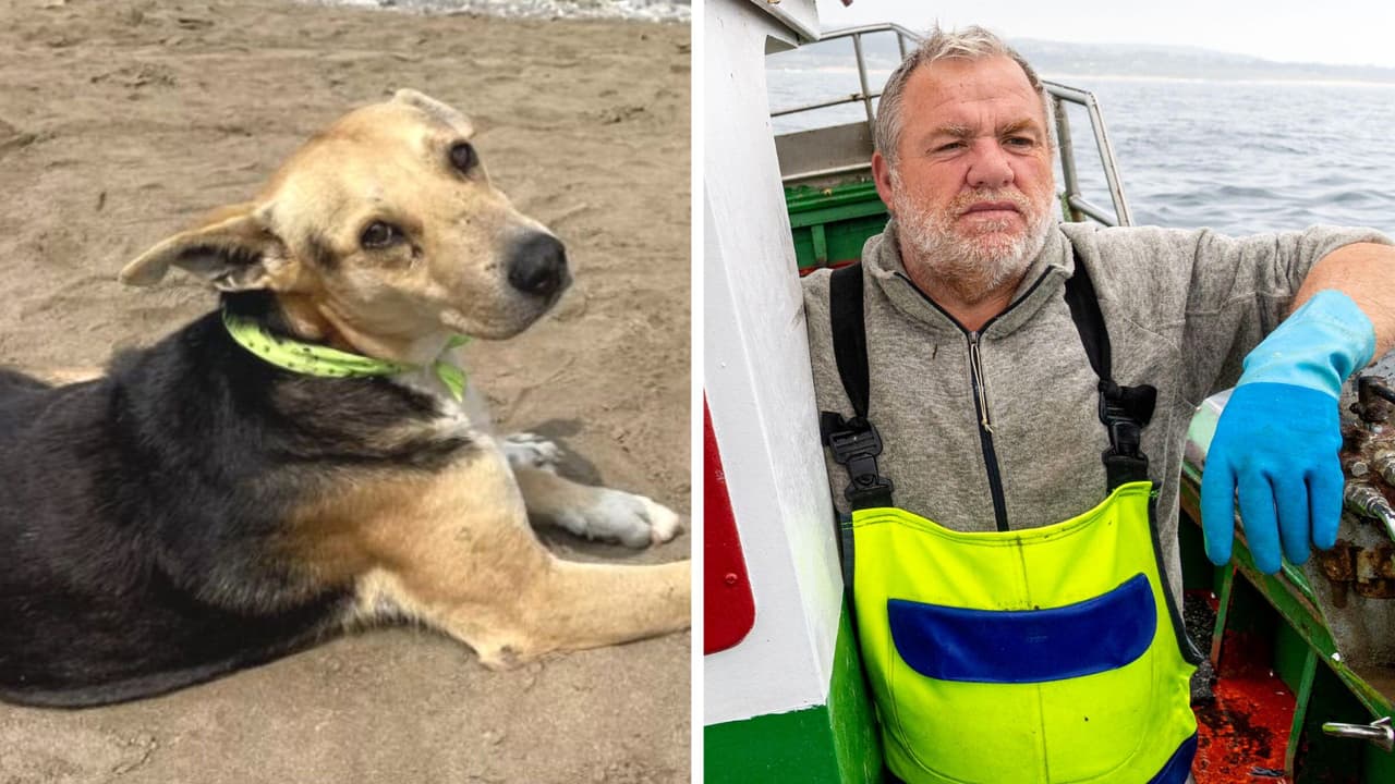 Perrito espera todos los días en la playa a su dueño fallecido: su historia te hará llorar