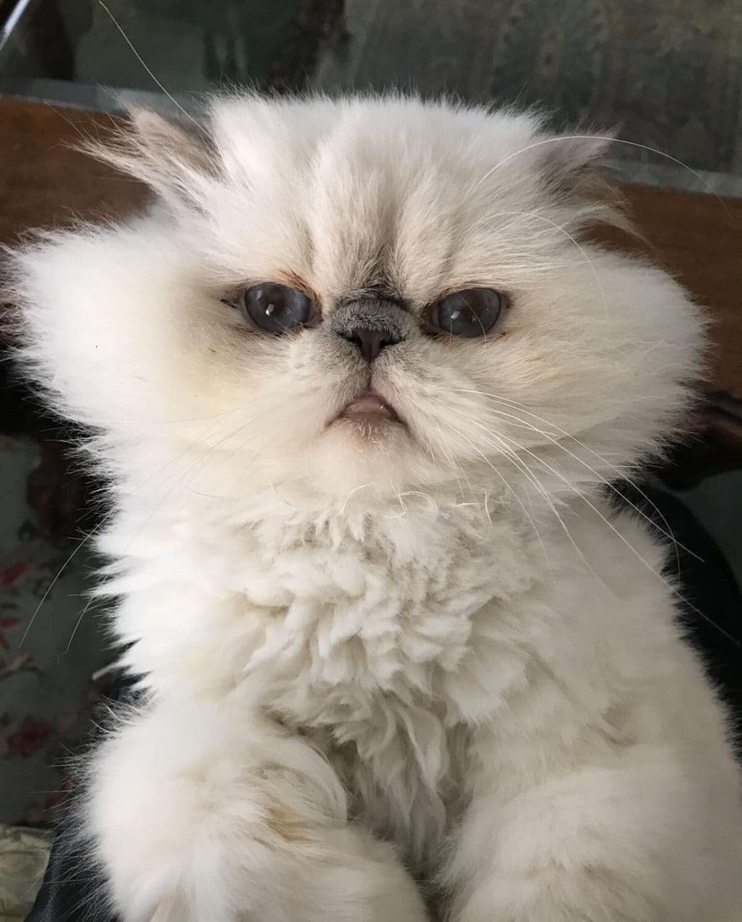 Michelle Salas - La integrante de la Dinastía Pinal es dueña de este minino llamado 'Valentino' quien lleva aproximadamente ocho años con ella. No obstante, hace unos días la hija de 'El Sol de México' compartió que su gatito tiene un tumor en la lengua que lo tiene altamente deteriorado de salud.“Estoy destrozada por dentro", compartió Michelle con sus seguidores.