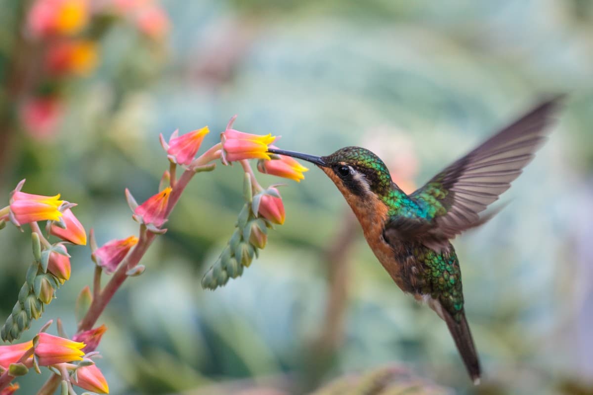 ¿Qué significa que un colibrí visite tu casa?