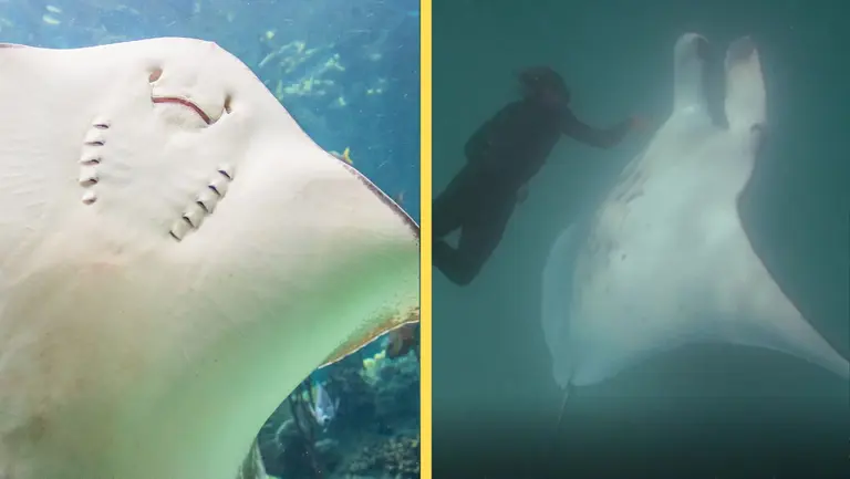 Una mantarraya le pidió ayuda a un buzo para que le salvara la vida ...