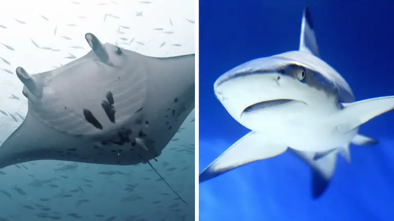 ¿Esta mantarraya quedó embarazada de un tiburón? El caso que tiene ...