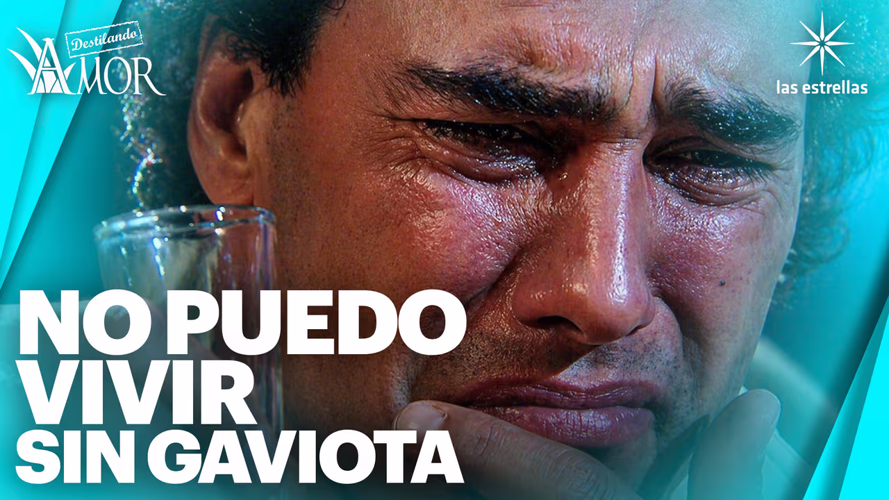 Rodrigo se sumerge en el licor, por la ausencia de Gaviota | Shows ...